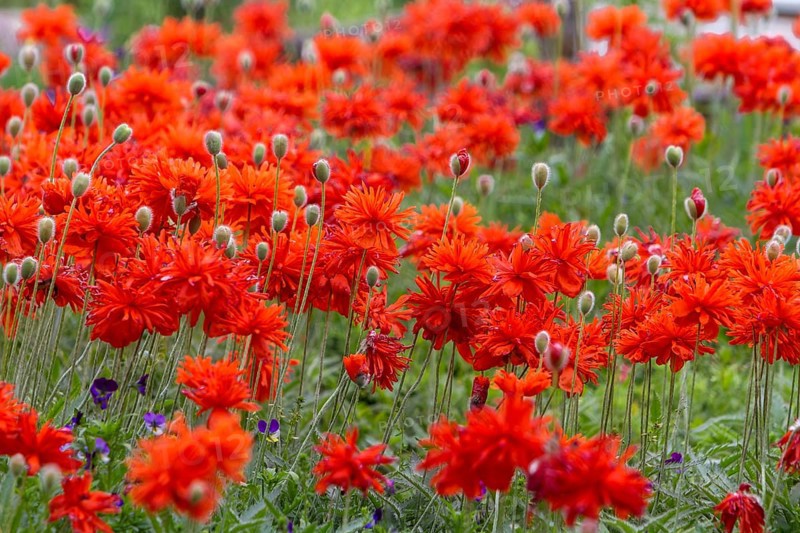 Red poppies bloom close together on a green meadow in nature, Rhineland-Palatinate, Germany