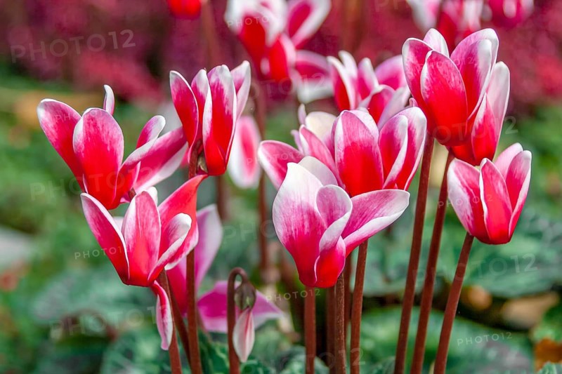 Cyclamen, Rhineland-Palatinate, Germany
