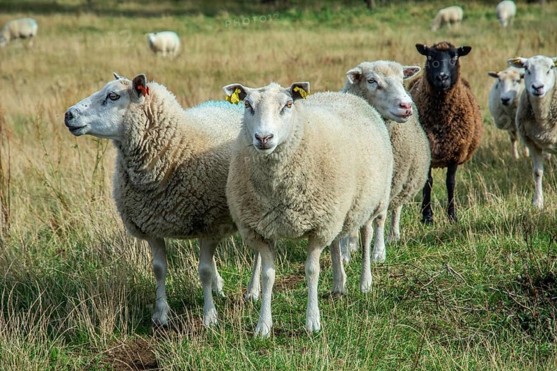 Sheep on a pasture in Kåseberga, Ystad Municipality, Skåne County, Sweden, Scandinavia
