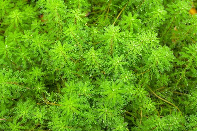 Myriophyllum brasiliense, Jardin Botanique de Vauville, Beaumont-Hague, La Hague, Manche Department, France