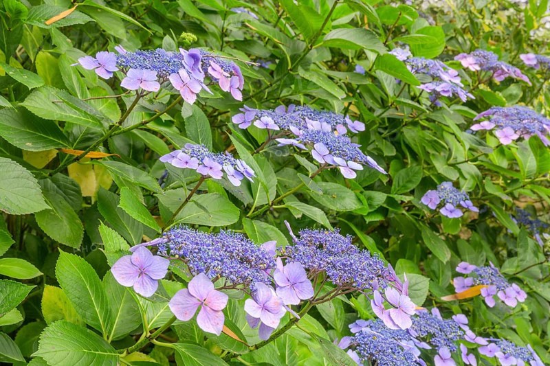 Flower of the Hydrangea serrata, Jardin botanique de Vauville, Beaumont-Hague, La Hague, Département Manche, France