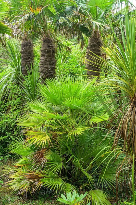 Palms, Jardin Botanique de Vauville, Beaumont-Hague, La Hague, Manche Department, France