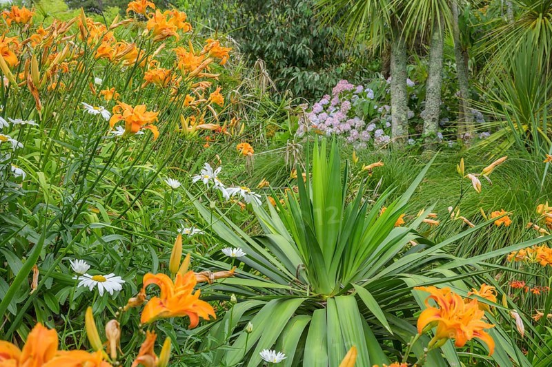 Fire lilies (Lilium bulbiferum), Jardin botanique de Vauville, Beaumont-Hague, La Hague, Département Manche, France