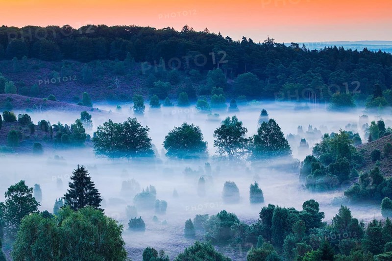 Forest and clouds of fog in Totengrund in the Lüneburger Heide, Lower Saxony, Germany