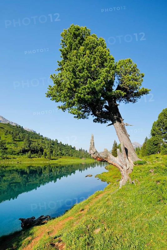 Old pine on Engstlenalp in Gental, Canton of Bern, Switzerland