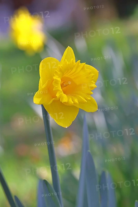 Daffodil (Narcissus), yellow flower in a garden, close-up, Wilnsdorf, North Rhine-Westphalia, Germany