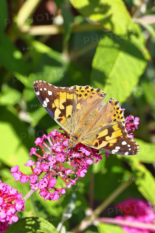 Thistle butterfly (Vanessa cardui) on a Buddleja davidii flower, Wilnsdorf, North Rhine-Westphalia, Germany