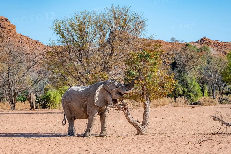 African elephant (Loxodonta africana), desert elephant in barren desert landscape, eating leaves in a tree with its trunk, riverbed of the Ugab River, Damaraland, Erongo, Namibia