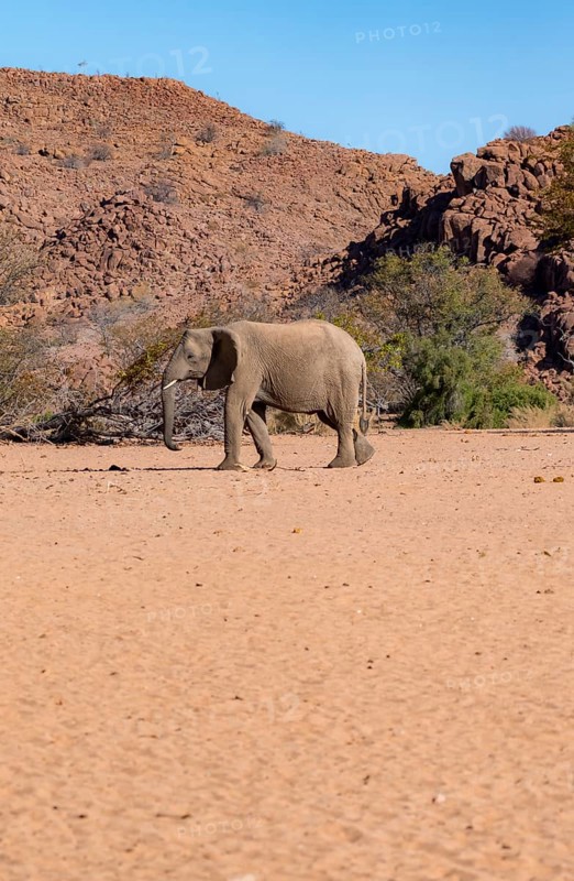 African elephant (Loxodonta africana), desert elephant in barren desert landscape, riverbed of the Ugab River, Damaraland, Erongo, Namibia
