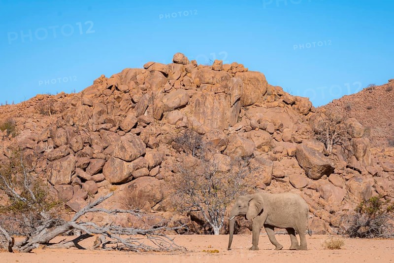 African elephant (Loxodonta africana), desert elephant in barren desert landscape, riverbed of the Ugab River, Damaraland, Erongo, Namibia