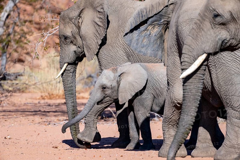 Young elephant among other elephants in the herd, African elephant (Loxodonta africana), desert elephant, near the Ugab River, Damaraland, Kunene region, Namibia