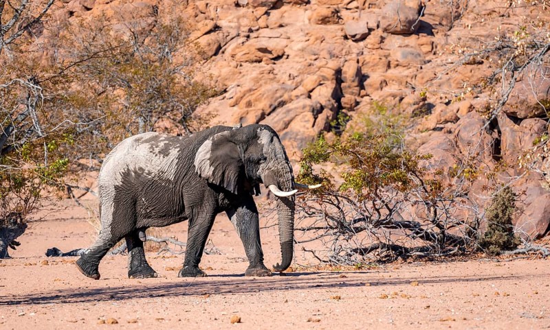 African elephant (Loxodonta africana), desert elephant in barren desert landscape, adult male, riverbed of the Ugab River, Damaraland, Erongo, Namibia