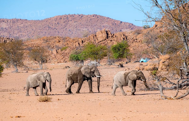 Three African elephants (Loxodonta africana), desert elephants, riverbed of the Ugab River, Damaraland, Erongo, Namibia