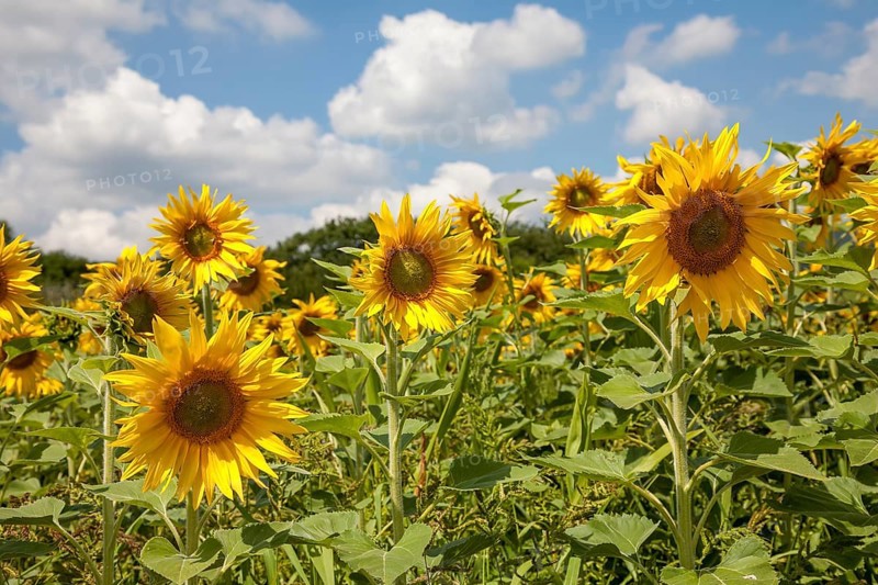 Sunflowers (Helianthus annuus), sunflower field, Palatinate, Rhineland-Palatinate, Germany