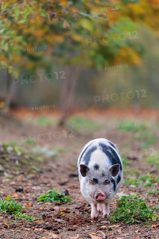 A Kunekune pig (sus scrofa domesticus), a domestic breed from New Zealand walks through a natural pasture. Captive, Austria