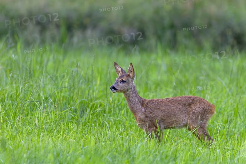 During the mating season, fawns (Capreolus capreolus) are often left to their own devices and watch the play of buck and doe from a distance, leaf time, rutting season, Germany