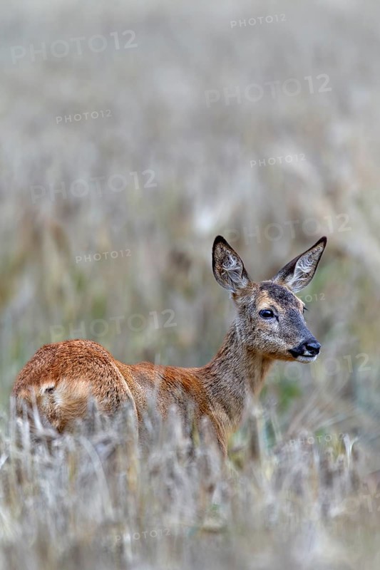 Doe (Capreolus capreolus) standing attentively in a barley field, eyes, summer coat, Germany
