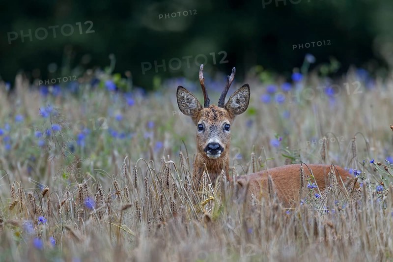 A very old roebuck (Capreolus capreolus) in a barley field with cornflowers (Centaurea cyanus), eyes, eye contact, summer coat, Germany