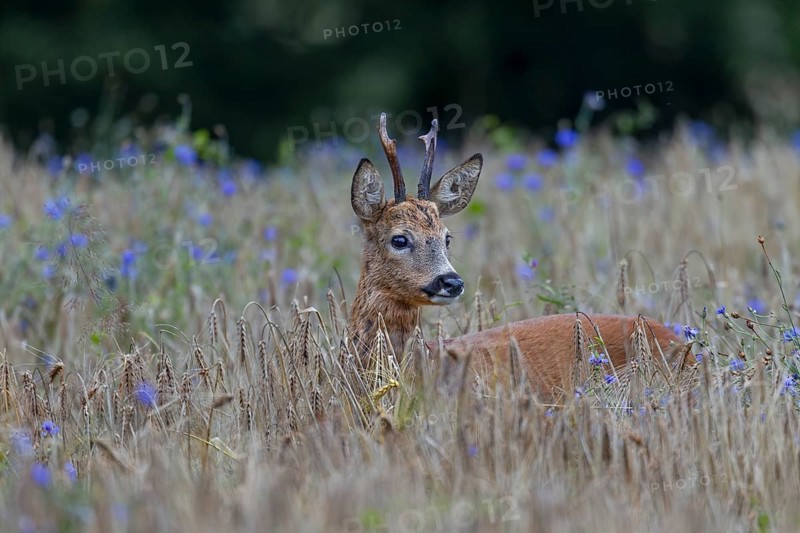 A very old roebuck (Capreolus capreolus) in a barley field with cornflowers (Centaurea cyanus), summer coat, Germany