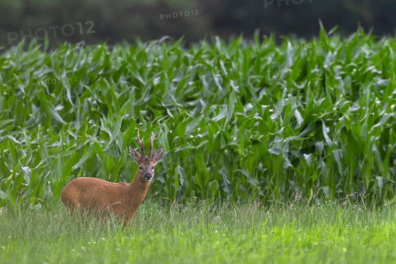 Roebuck (Capreolus capreolus) with unusual horns, an 8-pointer, abnormal, eyes, eye contact, summer coat, Germany