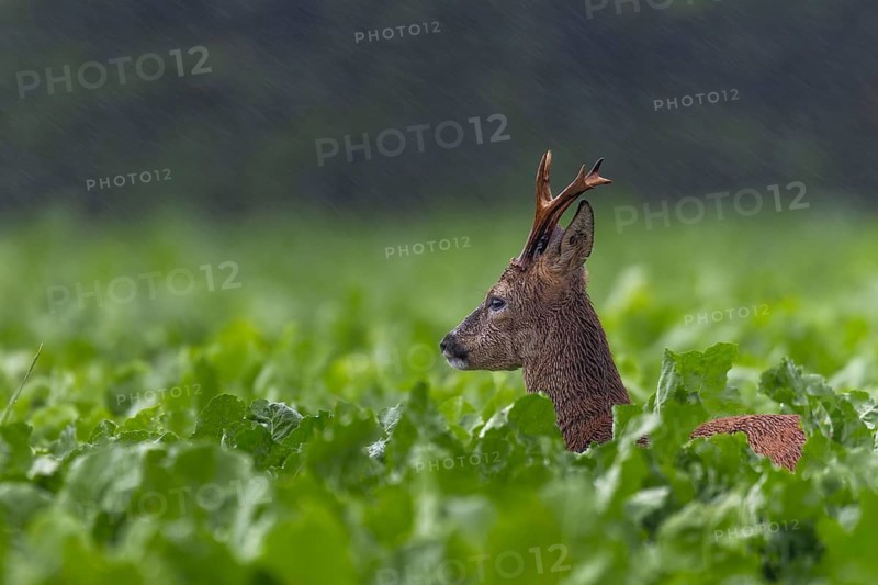 Something attracts the attention of the roebuck (Capeolus capreolus), the ever-increasing rain does not bother him, summer coat, rain shower, Germany