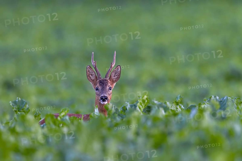 Roebuck (Capreolus capreolus) in a sugar beet field, eye contact, summer coat, Germany