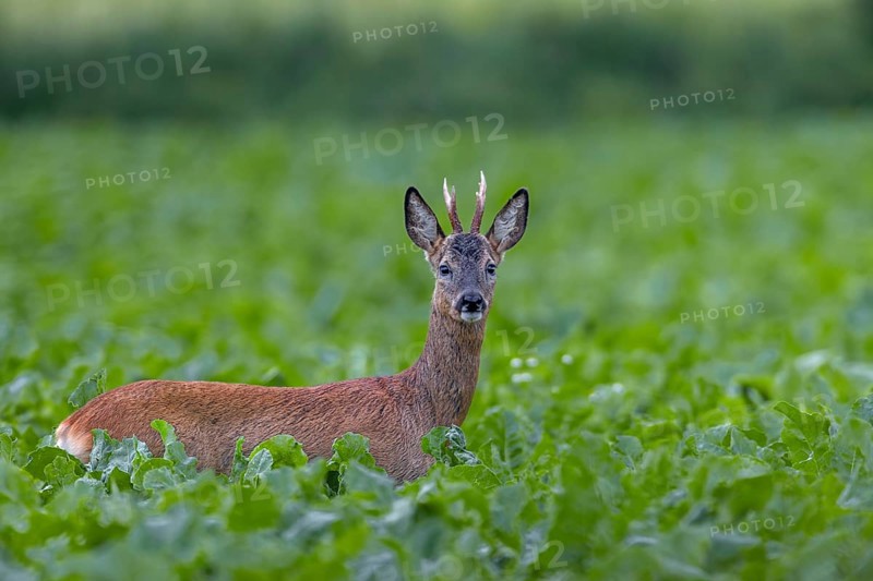 Roebuck (Capreolus capreolus) yearling in a sugar beet field, eye contact, summer coat, Germany