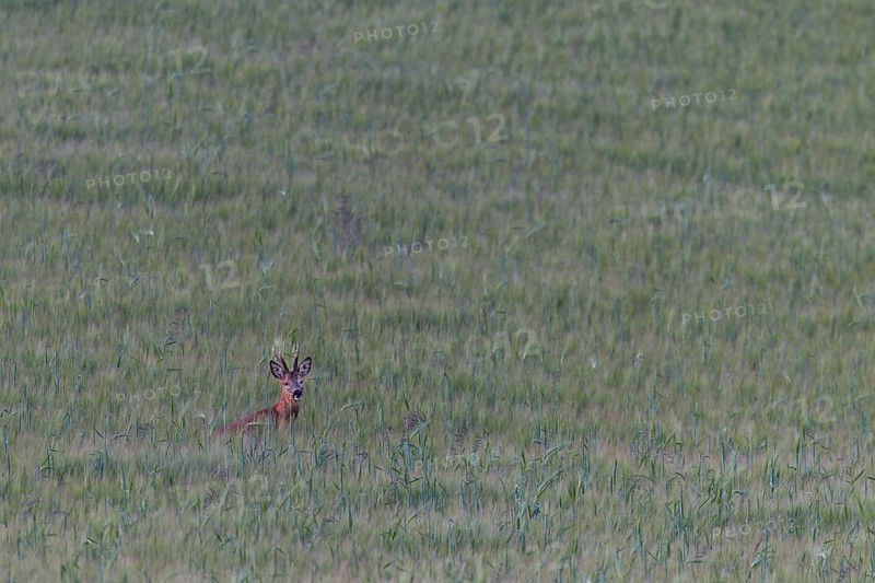 Roebuck (Capreolus capreolus) in a barley field, summer coat, Germany