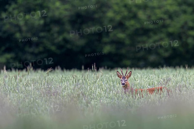 Roebuck (Capreolus capreolus) in a wheat field, eyes, eye contact, summer coat, Germany