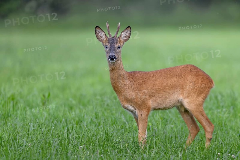 Roebuck (Capreolus capreolus) yearling in summer coat, eye contact, Germany