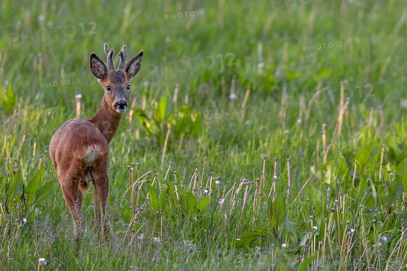 Roebuck (Capreolus capreolus) yearling in summer cover, the horns are still wearing the velvet, eyes, eye contact, summer coat, Germany