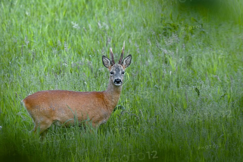 A roebuck (Capreolus capreolus) in best condition shortly in front of the beginning of the leaf season, summer coat, summer cover, Germany