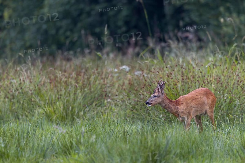 Roebuck (Capreolus capreolus) yearling grazing on a moorland meadow, summer coat, summer cover, Germany