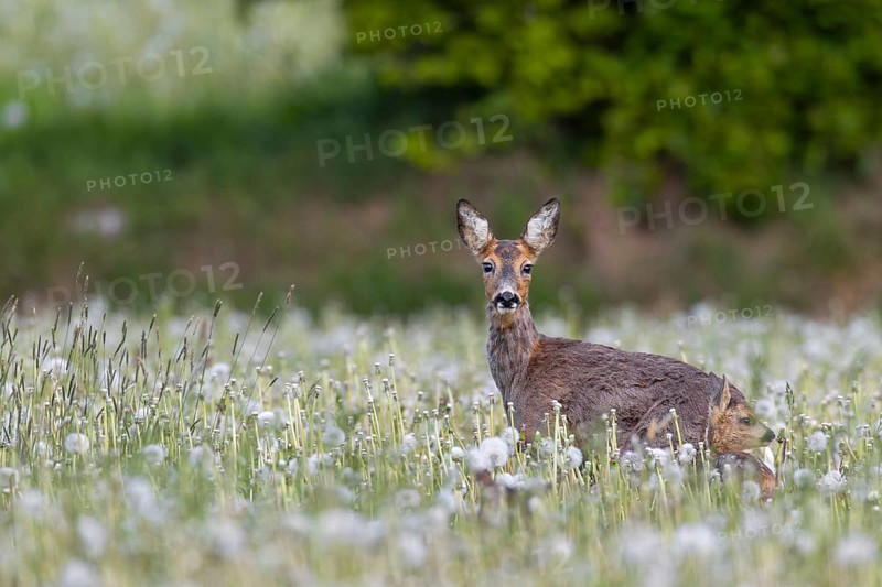 Roe deer (Capreolus capreolus) and fawns on a dandelion meadow (Taraxacum officinale), young animal, rearing young, eyes, eye contact, change of coat, Germany