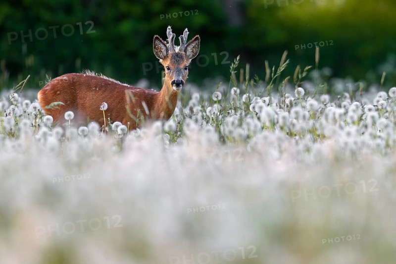 Roebuck (Capreolus capreolus) yearling with bast horns grazing on a dandelion meadow (Taraxacum officinale), dandelion, eyes, eye contact, summer coat, Germany