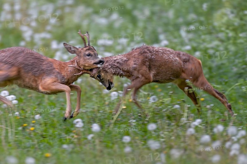 The territorial roebuck (Capreolus capreolus) is so aggressive that it attacks the entire body of its opponent with its horns, the old man is obviously helplessly at the mercy of the attacks, fight, balance of power, brutal, roebuck fight, change of coat, Germany