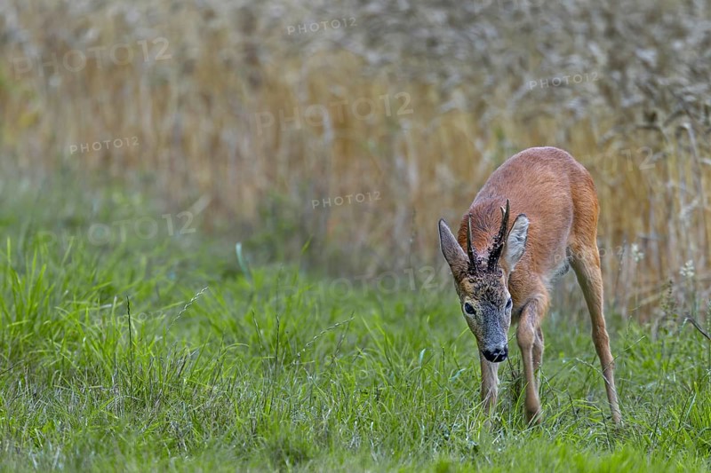 A roebuck (Capreolus capreolus) impresses a doe in the leaf season and strikes the ground with its forelegs, this behaviour is called plätzen, roe rut, rutting, mating season, imposing, threatening, summer coat, Denmark