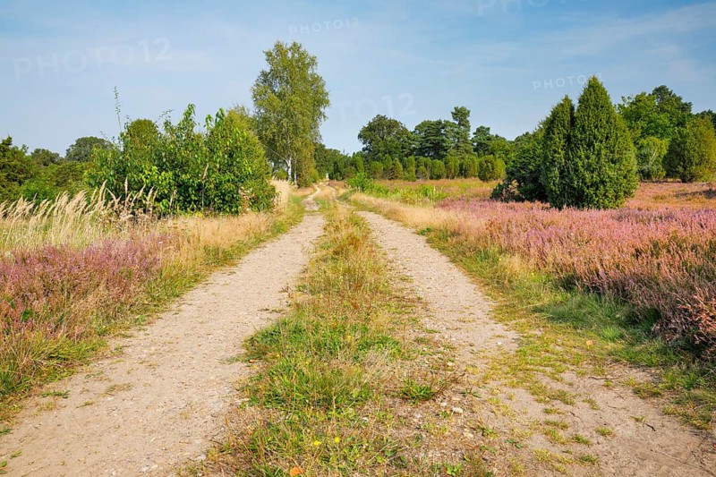 Tree-lined dirt road amidst blooming southern heath, Lower Saxony, Germany