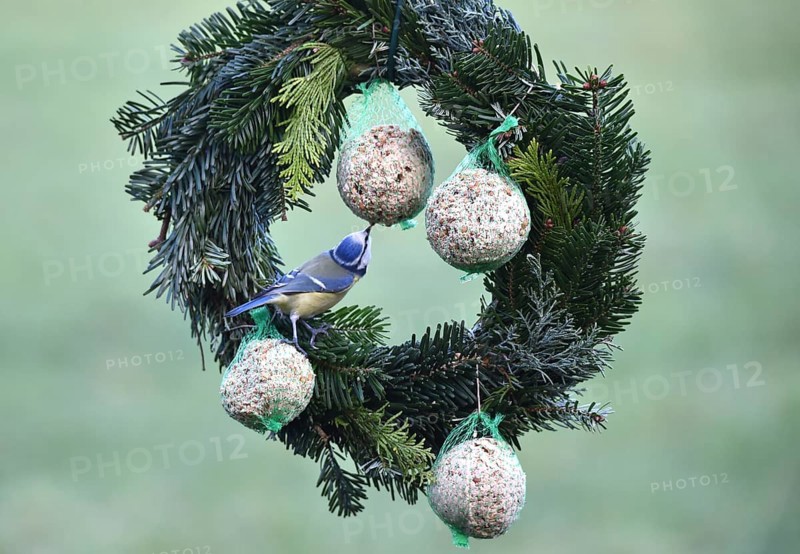 Blue tits (Cyanistes caeruleus) eat suet balls on a Christmas wreath, Schleswig-Holstein, Germany