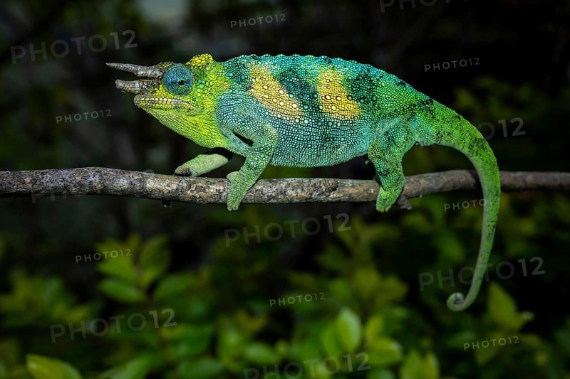 Three-horned chameleon (Trioceros jacksonii), male, Bwindi Impenetrable Forest National Park, Uganda