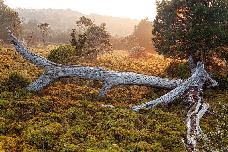 Dead wood of King Billy pine at sunrise. Morning atmosphere with dead wood in Cradle Mountains National Park, Tasmania, Australia