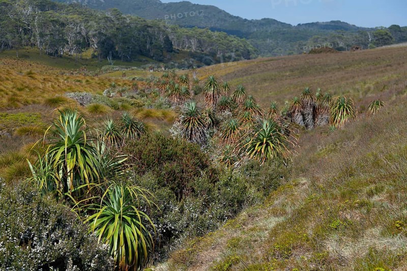 Endemic pandani giant grass tree in the valley in Cradle Mountains National Park in Tasmania, Australia