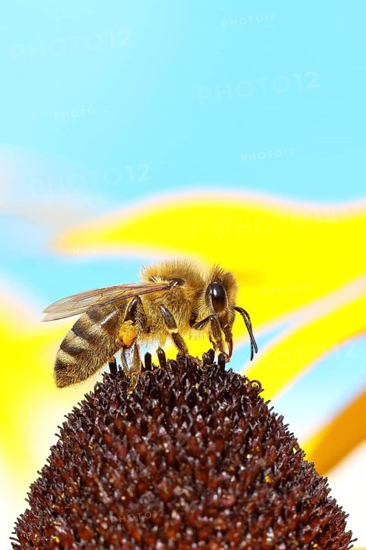 European honey bee (Apis mellifera), collecting nectar from a flower of yellow coneflower (Echinacea paradoxa), macro photo, Wilnsdorf, North Rhine-Westphalia, Germany