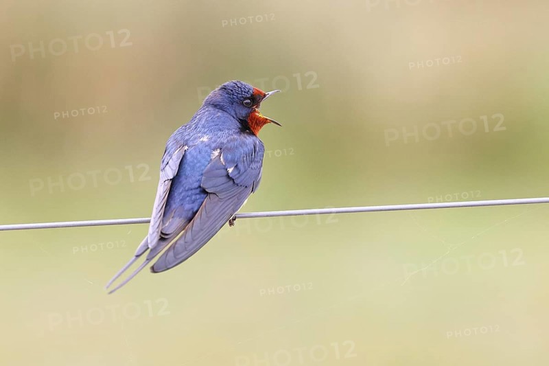 Barn swallow (Hirundo rustica) sitting on a pasture fence, wildlife, animals, birds, swallows, migratory bird, ox bog, Dümmer See nature park Park, Hüde, Lower Saxony, Germany