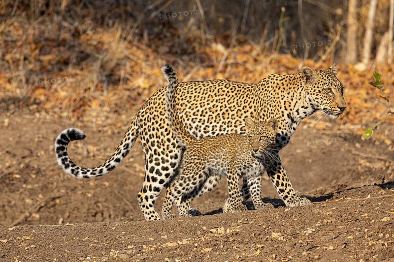 Leopard (Panthera pardus) female with 4 month old cub Zambia