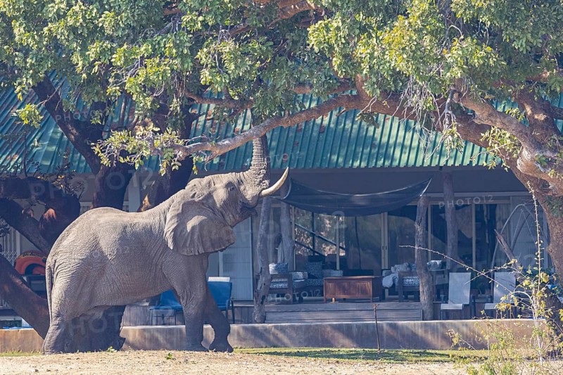 African elephant (Loxodonta africana) infront of camp Zambia