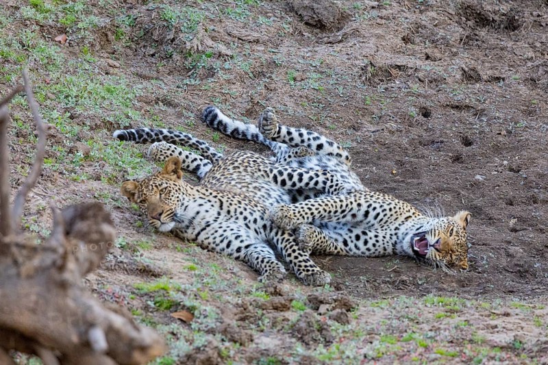 Leopard (Panthera pardus) two cubs 12 month old playing Zambia