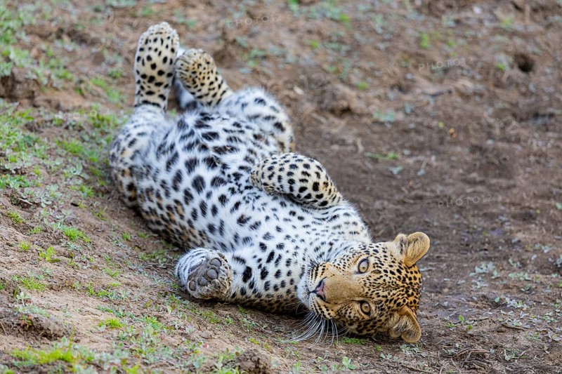 Leopard (Panthera pardus) cub 12 month old Zambia