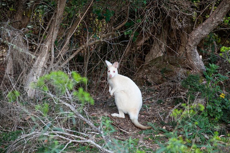 Rare white wallaby in the wild of Tasmania. Albino Bennett Wallaby at the edge of the forest on Bruny Island