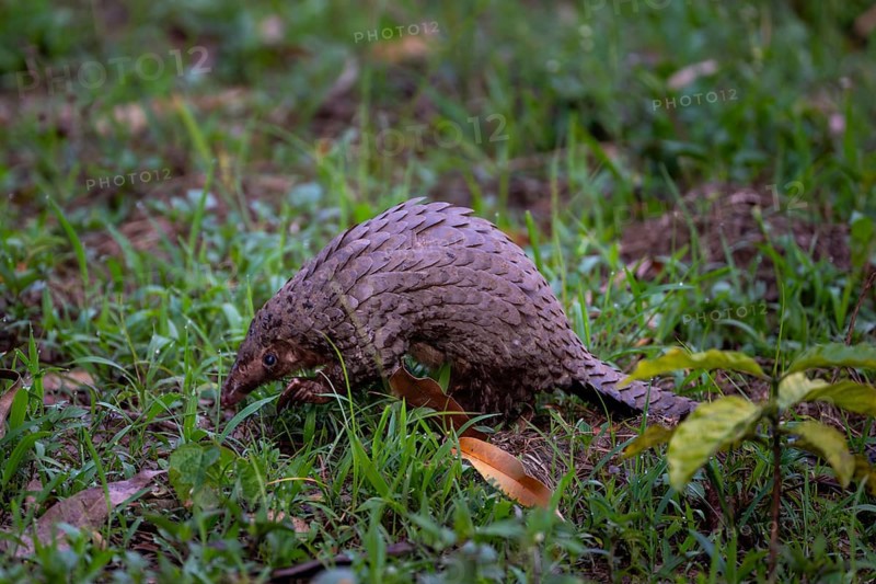 Pangolin on the ground, white-bellied pangolin (Phataginus tricuspis, Manis tricuspis), Western Region, Pangolin Rescue Center, Uganda